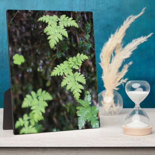 Ferne - fotoplatte (Seite)