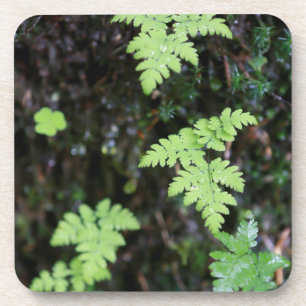 Ferne - getränkeuntersetzer