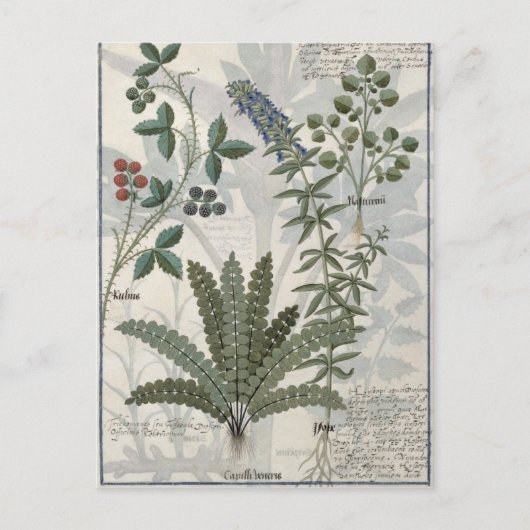 Ferne, Stöcke und Blume Postkarte (Vorderseite)