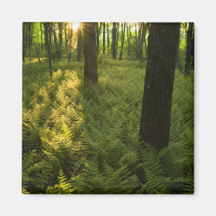 Fernen im Wald in Grafton, Massachusetts. Magnet