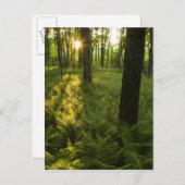 Fernen im Wald in Grafton, Massachusetts. Postkarte (Vorne/Hinten)