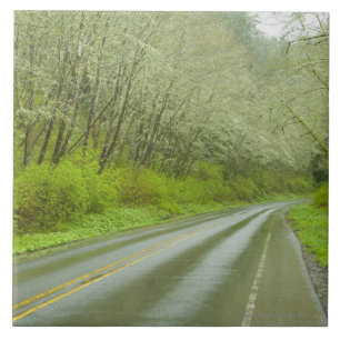 Fernlandstraße durch Wald Fliese