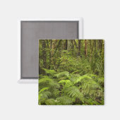 Ferns and native bush near Matai Falls, Catlins Magnet (Vorderseite/Rückseite)
