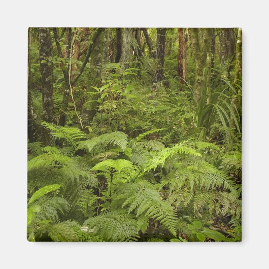 Ferns and native bush near Matai Falls, Catlins Magnet (Vorne)
