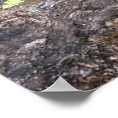 Ferns, eingebettet in Stein, Rocky Mountain NP. Poster (Ecke)