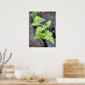 Ferns, eingebettet in Stein, Rocky Mountain NP. Poster (Küche)