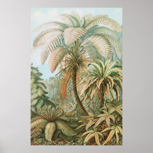 Ferns, Filicinae Laubfarne by Ernst Haeckel Poster (Vorne)