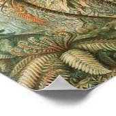 Ferns, Filicinae Laubfarne von Ernst Haeckel Poster (Ecke)