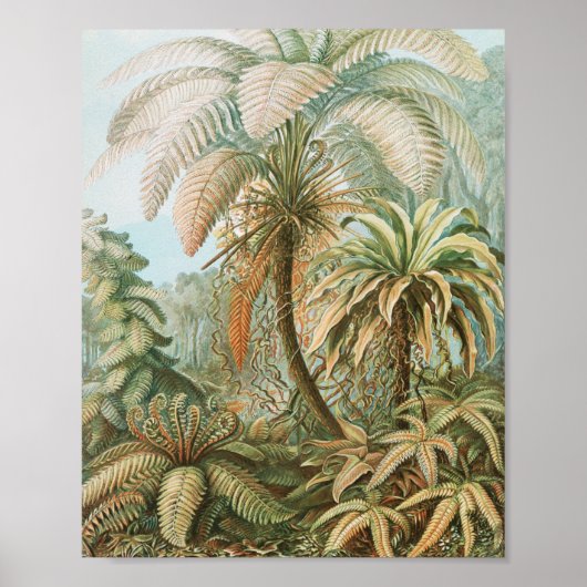 Ferns, Filicinae Laubfarne von Ernst Haeckel Poster (Vorne)