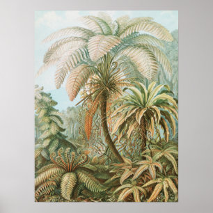 Ferns, Filicinae Laubfarne von Ernst Haeckel Poster