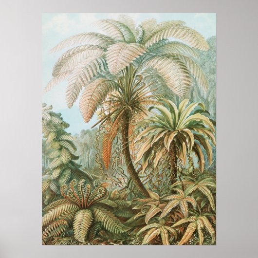Ferns, Filicinae Laubfarne von Ernst Haeckel Poster (Vorne)