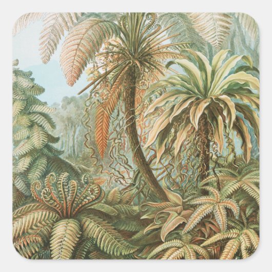 Ferns, Filicinae Laubfarne von Ernst Haeckel Quadratischer Aufkleber (Vorderseite)