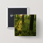 Ferns im Wald in Grafton, Massachusetts. Button (Vorne & Hinten)