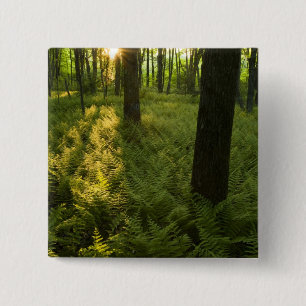 Ferns im Wald in Grafton, Massachusetts. Button