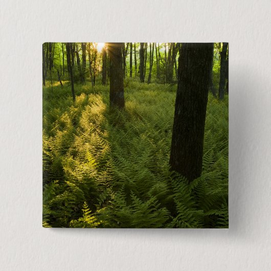 Ferns im Wald in Grafton, Massachusetts. Button (Vorderseite)