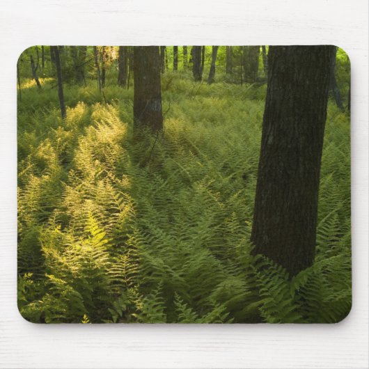 Ferns im Wald in Grafton, Massachusetts. Mousepad (Vorne)