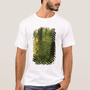 Ferns im Wald in Grafton, Massachusetts. T-Shirt