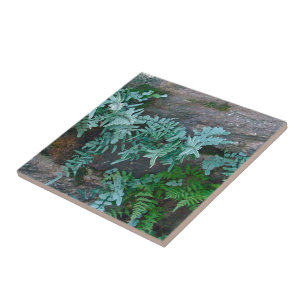 Ferns in Philadelphia Fliese