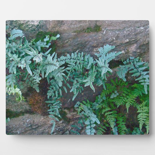 Ferns in Philadelphia Fotoplatte (Vorderseite)