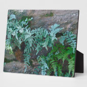 Ferns in Philadelphia Fotoplatte (Seite)