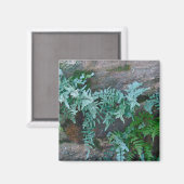 Ferns in Philadelphia Magnet (Vorderseite/Rückseite)