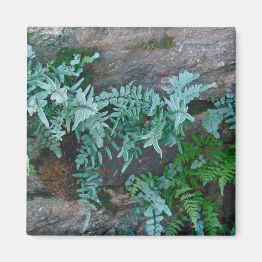 Ferns in Philadelphia Magnet (Vorne)
