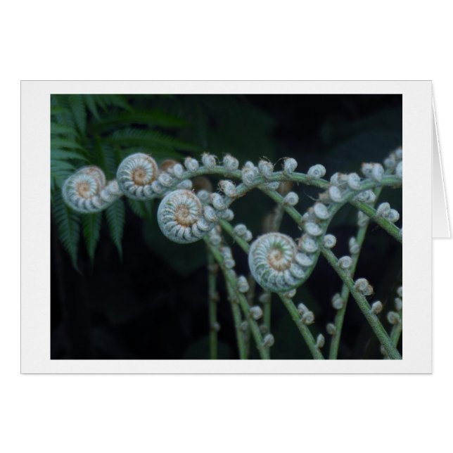 Ferns-Karte (Vorderseite (Horizontal))