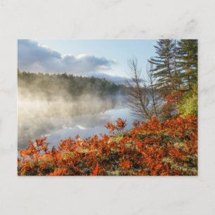 Ferns on Shoreline   Paradies, Michigan Postkarte