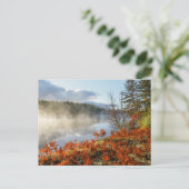 Ferns on Shoreline | Paradies, Michigan Postkarte (Stehend Vorderseite)