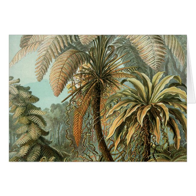 Ferns Palm Tree Antique Botanischer Garten (Vorderseite (Horizontal))