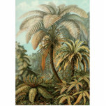 Ferns Palm Tree Antique Botanischer Garten Freistehende Fotoskulptur<br><div class="desc">Vintager botanischer Ausdruck tropischer Farne Dieser Aufdruck ist von Filicinae (Ferns), von Ernst Haeckel aus einem antiken botanischen Buch von 1904. Die antike botanische Schrift ist die 92. Platte der Kunstformen der Natur, die kunstvolle Farne zeigt. Die 92. Platte von Ernst Haeckel' Kunstformen der Natur zeigt Organismen, die als Filicinae...</div>