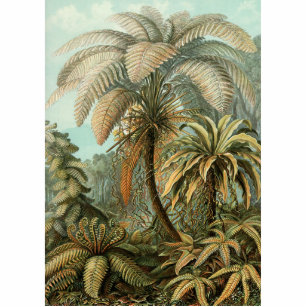 Ferns Palm Tree Antique Botanischer Garten Freistehende Fotoskulptur