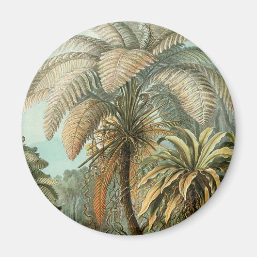 Ferns Palm Tree Antique Botanischer Garten Magnet (Vorne)