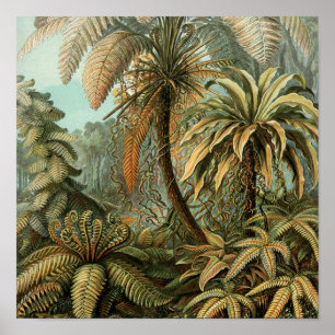 Ferns Palm Tree Antique Botanischer Garten Poster