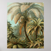 Ferns Palm Tree Antique Botanischer Garten Poster (Vorne)
