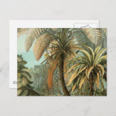 Ferns Palm Tree Antique Botanischer Garten Postkarte (Vorne/Hinten)