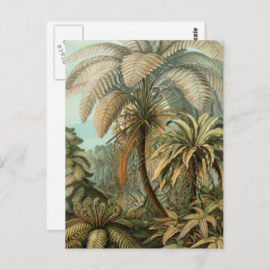 Ferns Palm Tree Antique Botanischer Garten Postkarte (Vorne/Hinten)