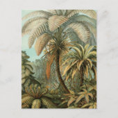 Ferns Palm Tree Antique Botanischer Garten Postkarte (Vorderseite)
