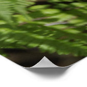Ferns Poster (Ecke)