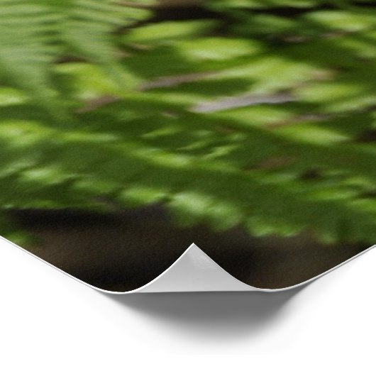 Ferns Poster (Ecke)