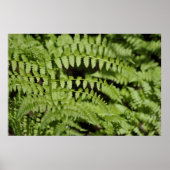 Ferns Poster (Vorne)