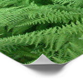 Ferns Poster (Ecke)
