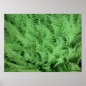 Ferns Poster (Vorne)