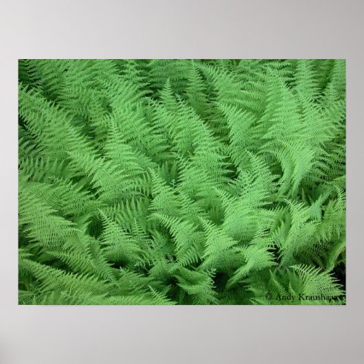 Ferns Poster (Vorne)