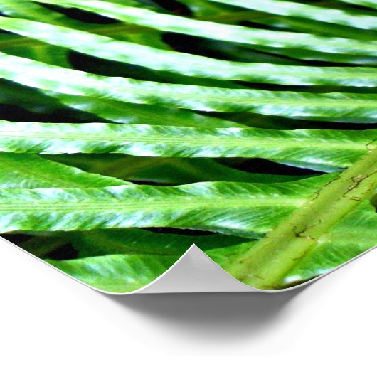 Ferns Unfurling Poster (Ecke)