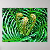 Ferns Unfurling Poster (Vorne)