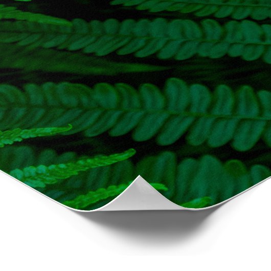 Ferns von Pico Island Poster (Ecke)