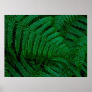 Ferns von Pico Island Poster