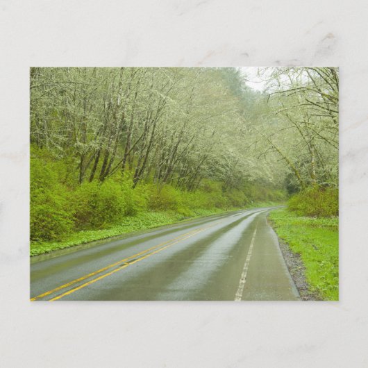 Fernstraße durch den Wald Postkarte (Vorderseite)