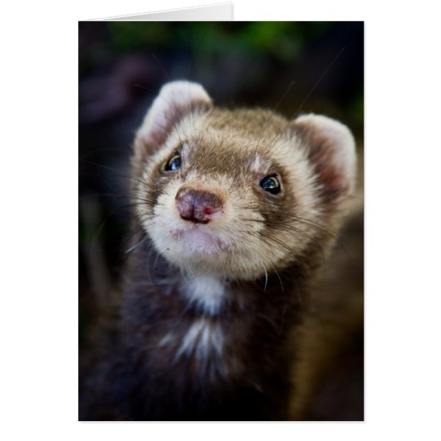 Ferret (Vorne)